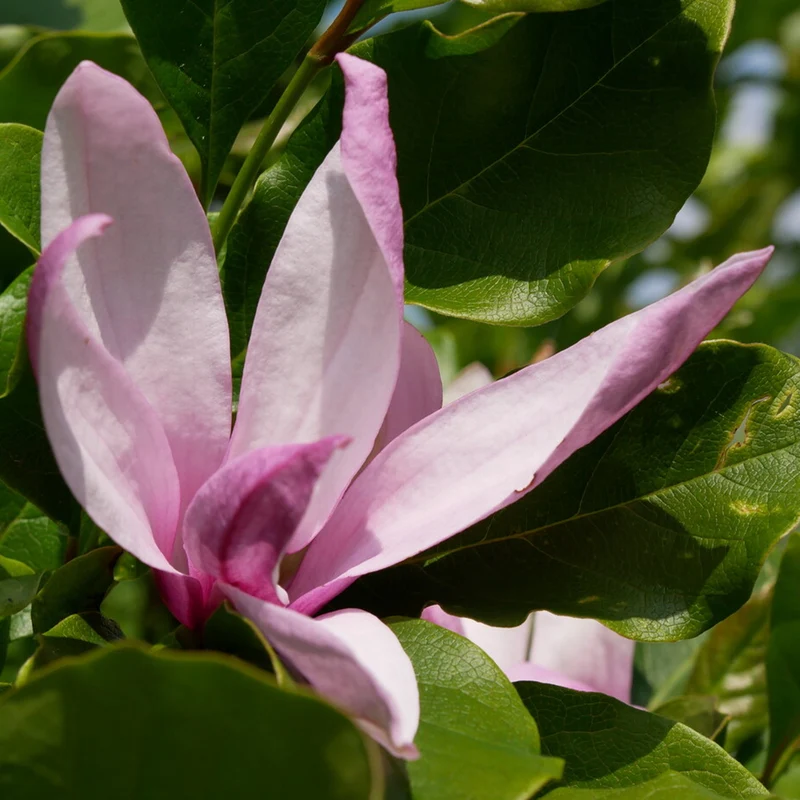 Magnolie 'Betty'