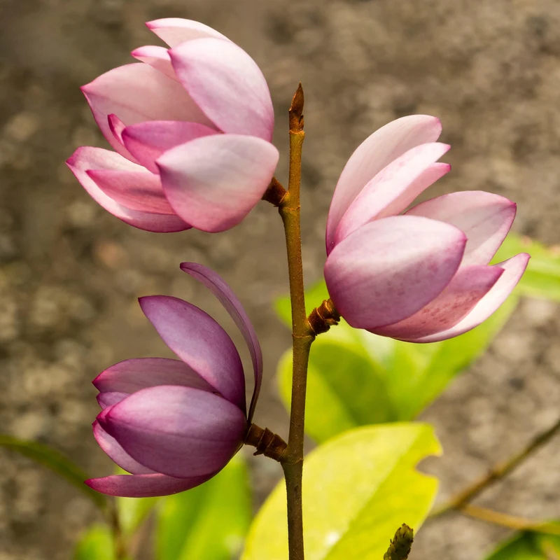 Magnolie 'Fairy Blush'