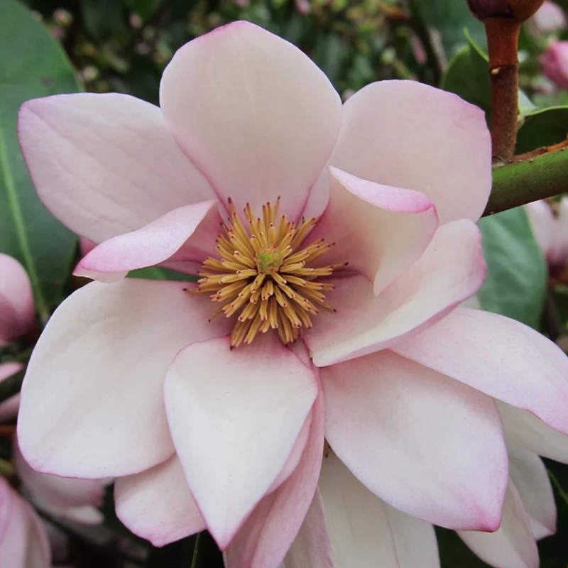 Magnolie 'Fairy Blush'