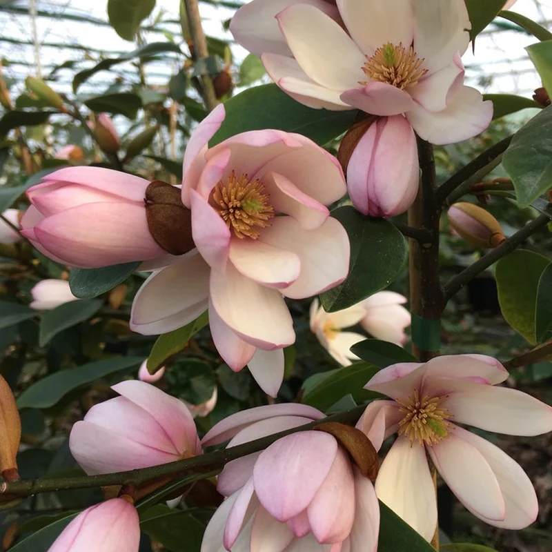 Magnolie 'Fairy Blush'