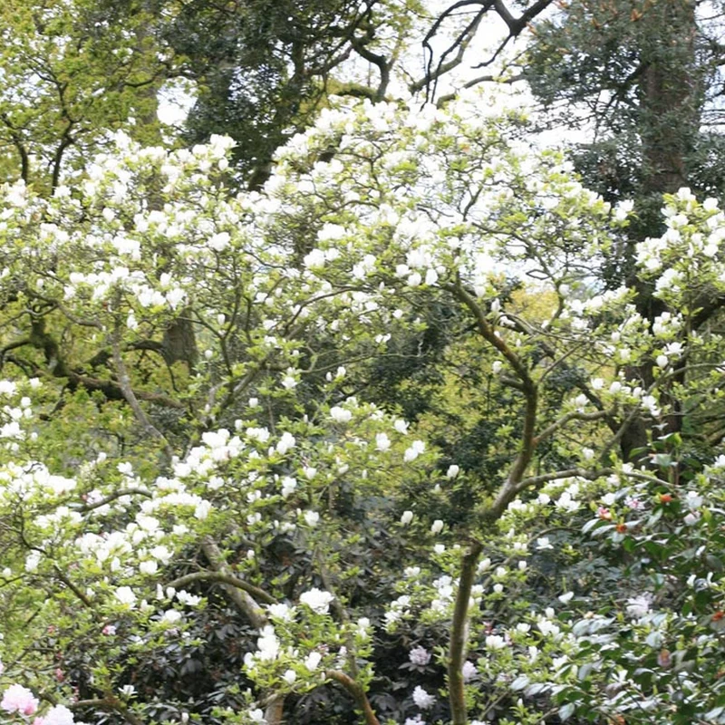 Magnolie 'Alba Superba'