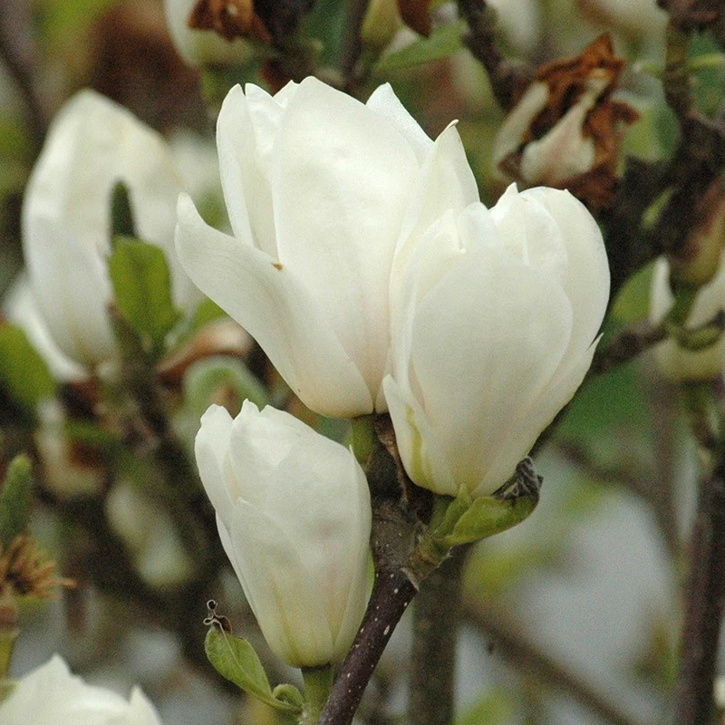 Magnolie 'Alba Superba'
