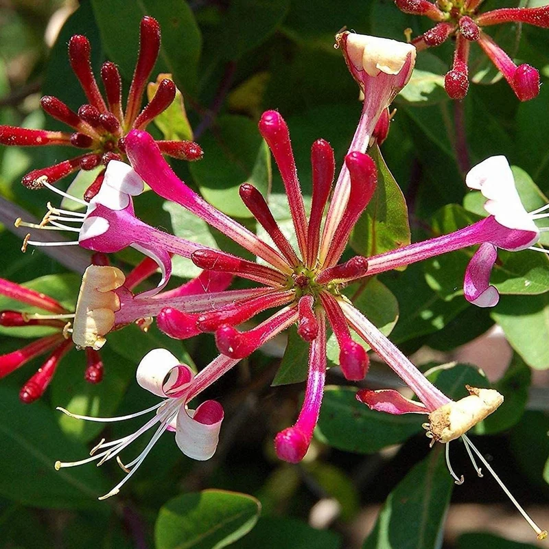 Geißblatt 'Red World'