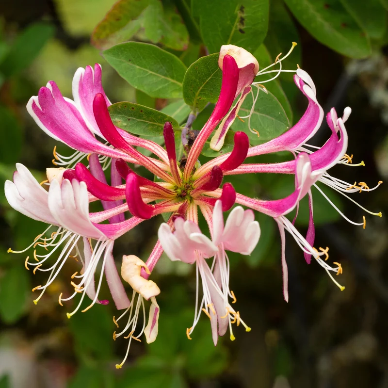 Geißblatt 'Serotina'