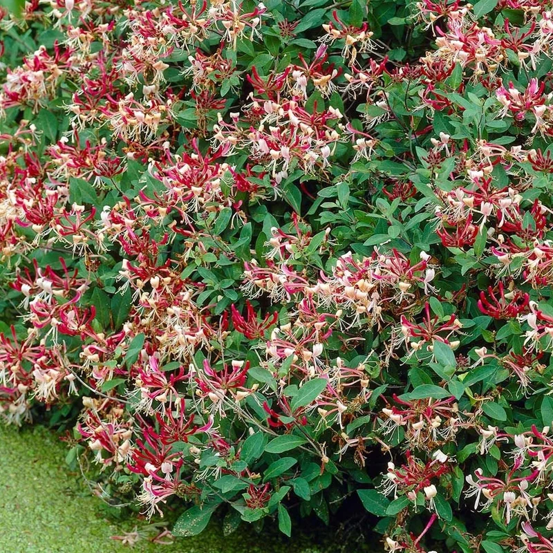 Geißblatt 'Serotina'