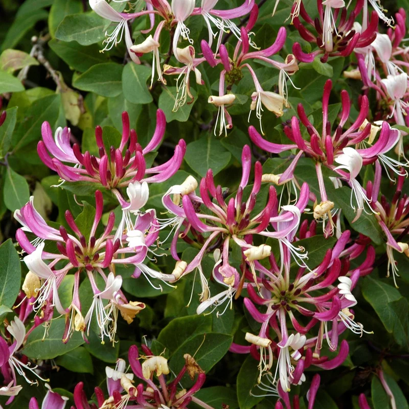 Geißblatt 'Serotina'