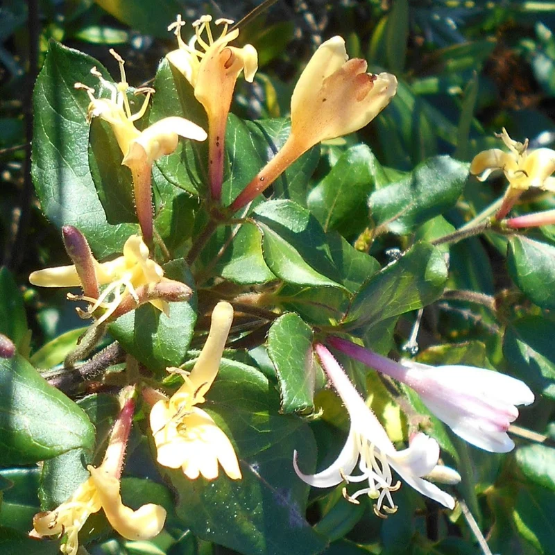 Immergrünes Geißblatt