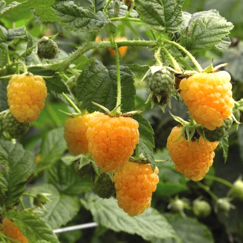 Himbeere 'Golden Everest'