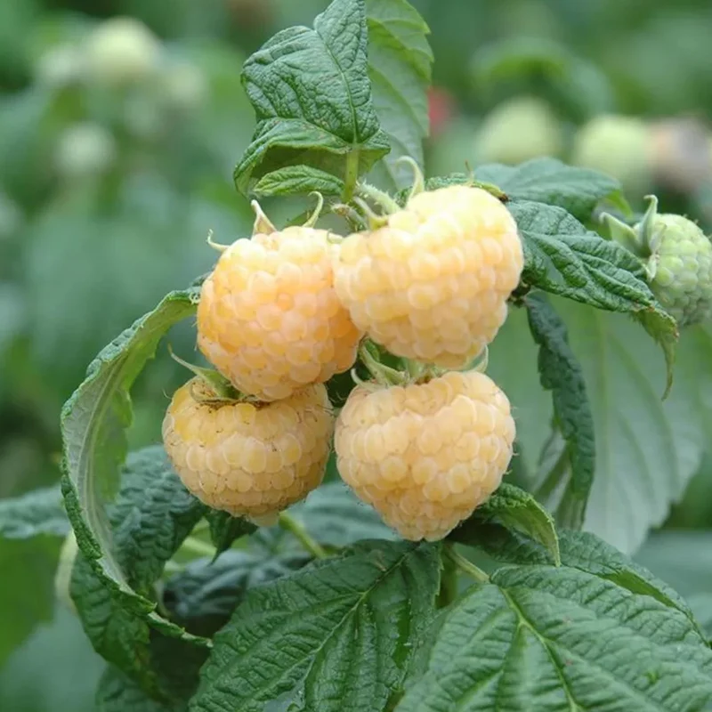 Himbeere 'Golden Everest'