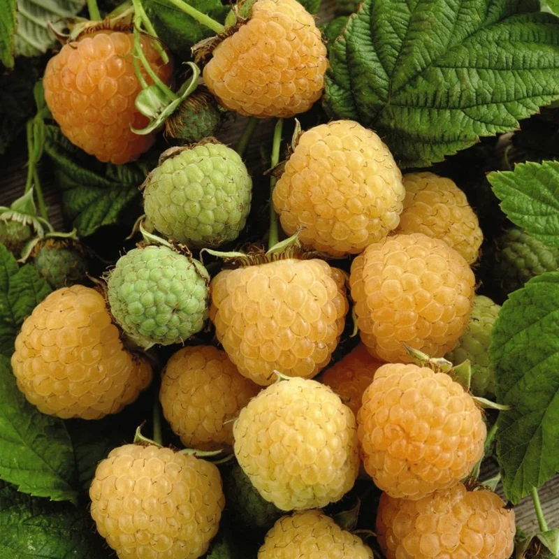 Himbeere 'Golden Bliss'