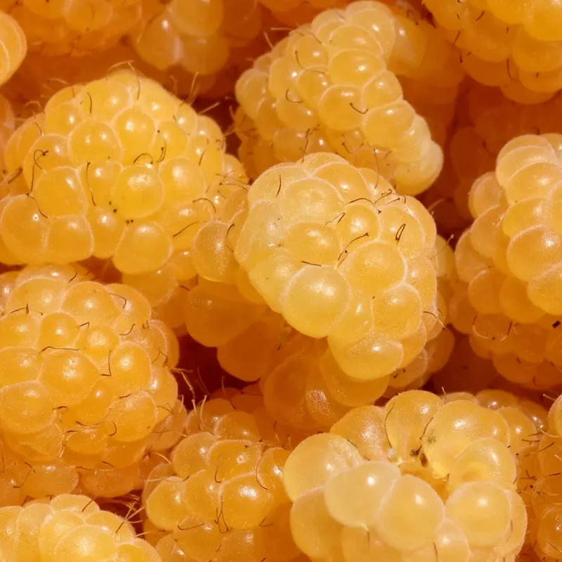 Himbeere 'Golden Bliss'