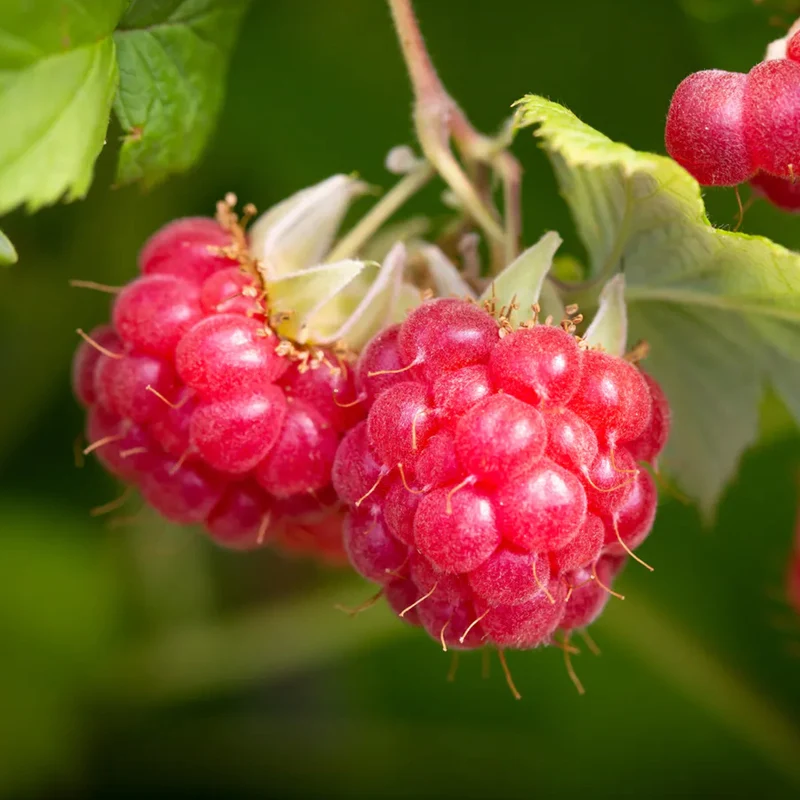 Himbeere 'Glen Ample'