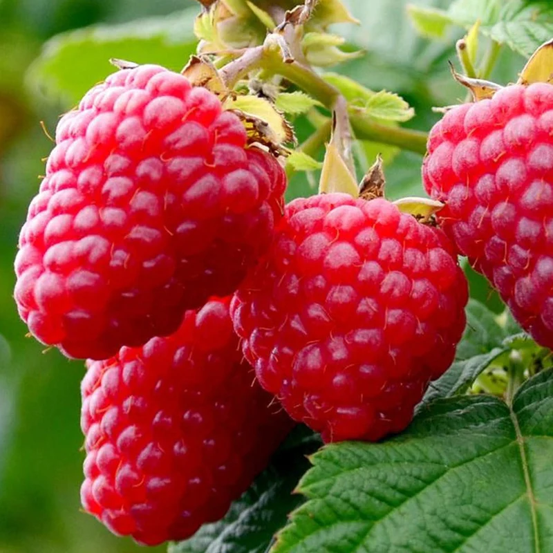 Himbeere 'Glen Ample'