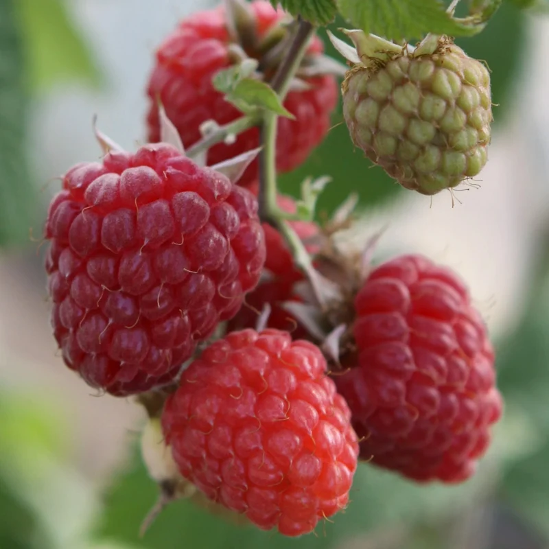Himbeere 'Glen Ample'