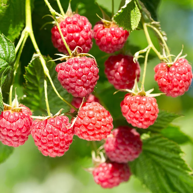 Himbeere 'Glen Ample'