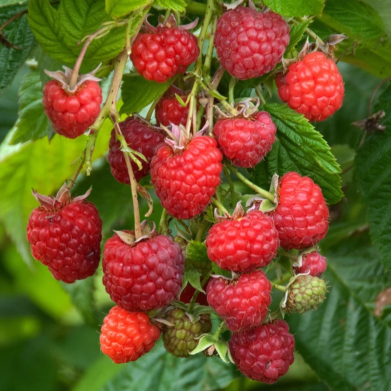 Himbeere 'Cascade Delight'