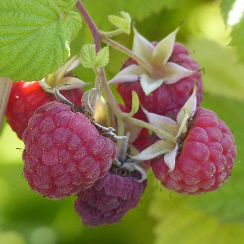 Himbeere 'Autumn Passion'