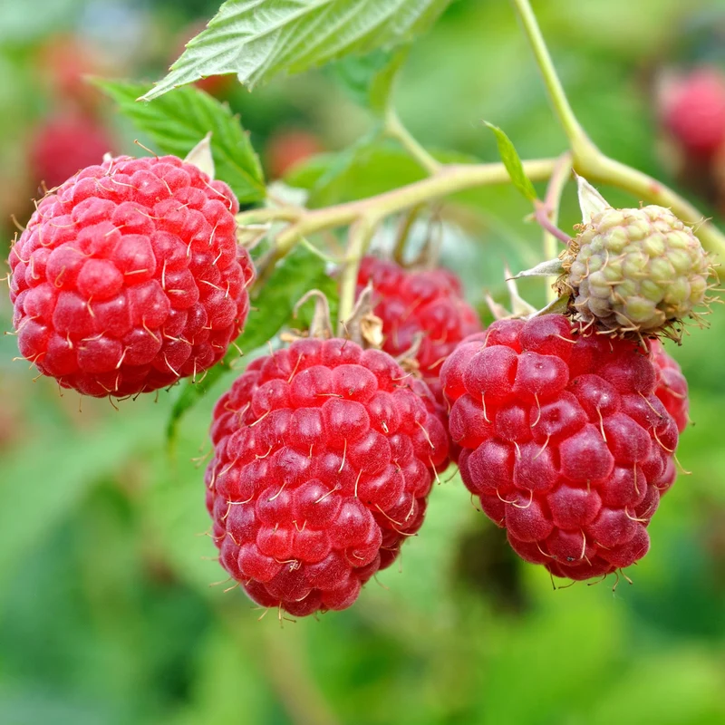 Himbeere 'Autumn Chef'