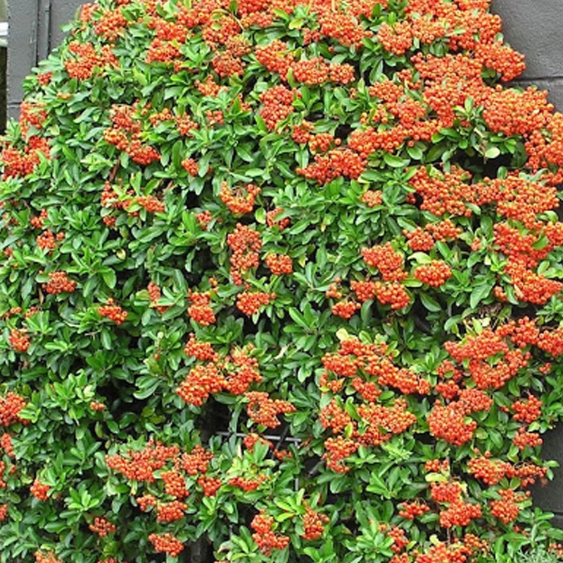 Feuerdorn 'Mohave'