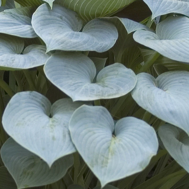 Funkie 'Halcyon'