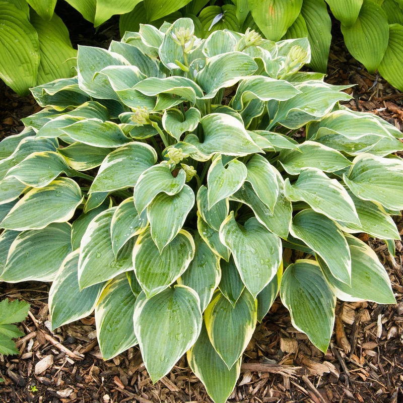 Funkie 'First Frost'