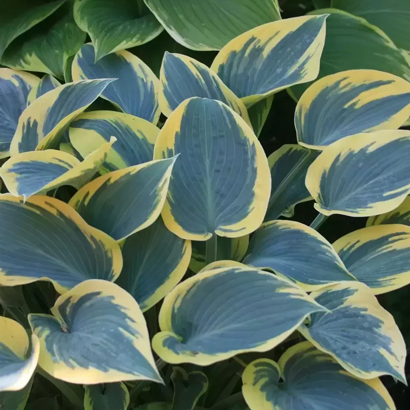 Funkie 'First Frost'