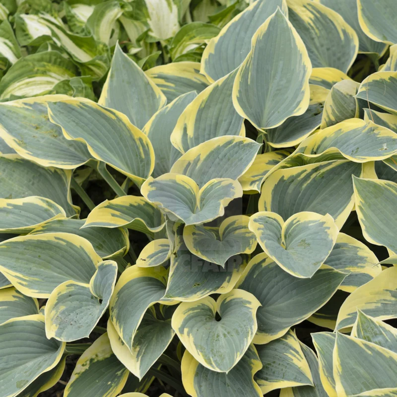 Funkie 'First Frost'