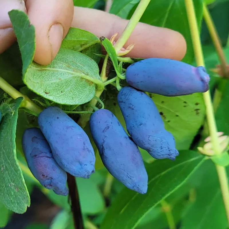 Maibeere 'Strawberry Sensation'