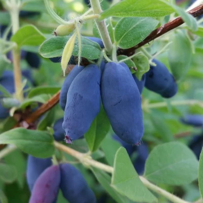 Maibeere 'Strawberry Sensation'