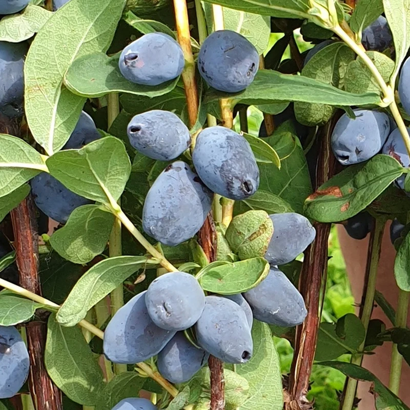 Maibeere 'Giant's Heart'