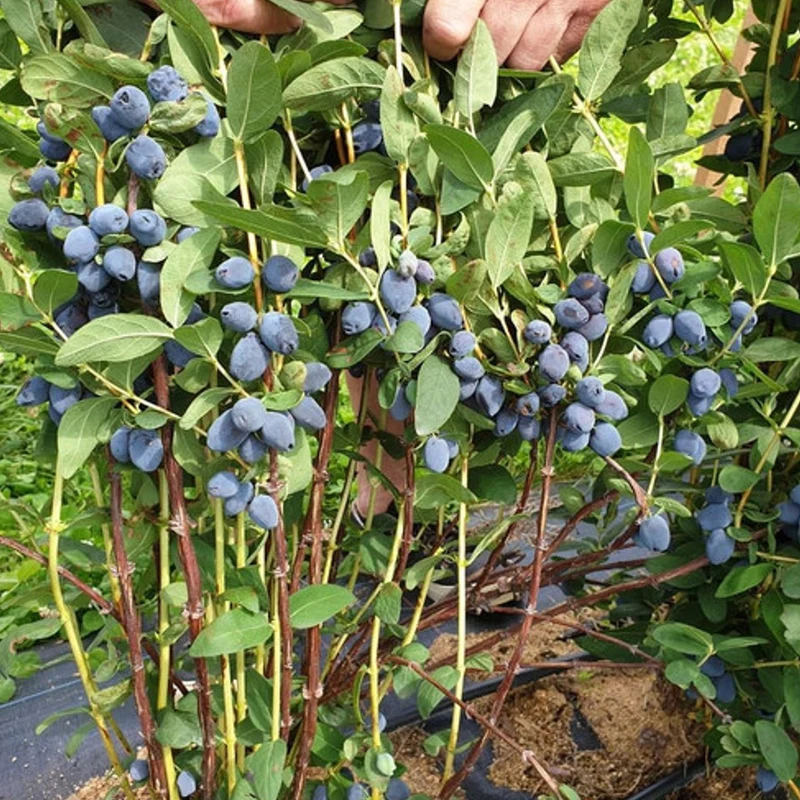 Maibeere 'Giant's Heart'
