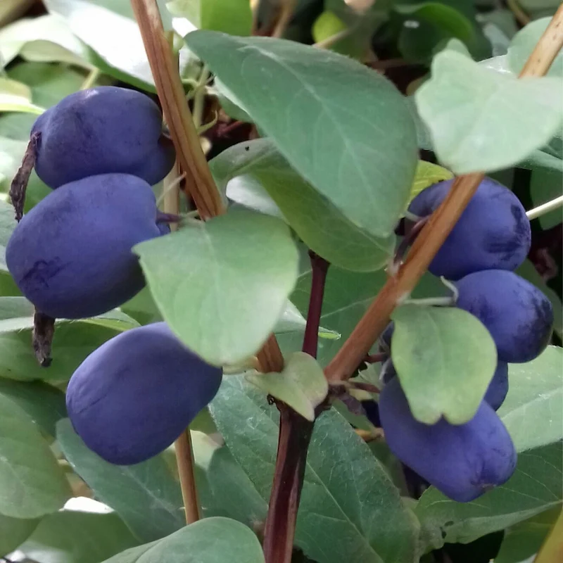 Maibeere 'Giant's Heart'