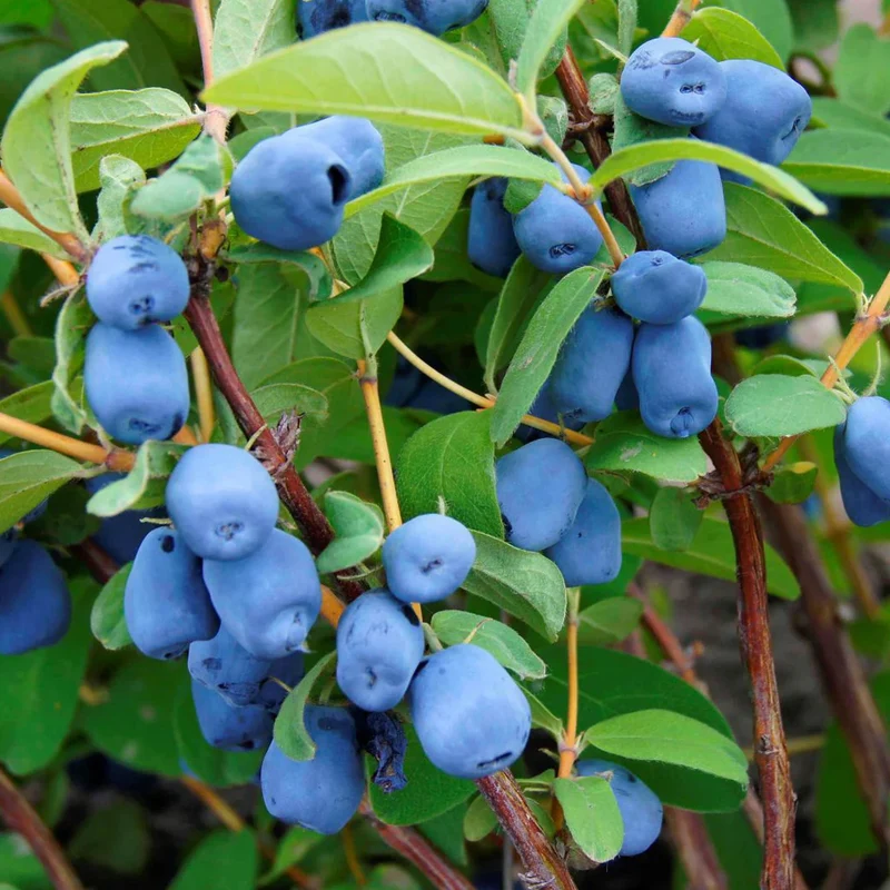 Maibeere 'Aurora'