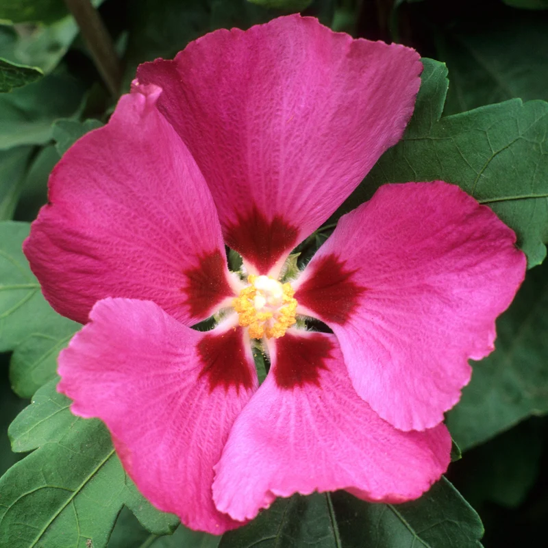 Garteneibisch 'Woodbridge'