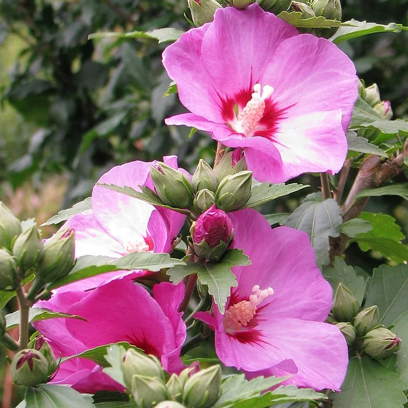 Garteneibisch 'Woodbridge'