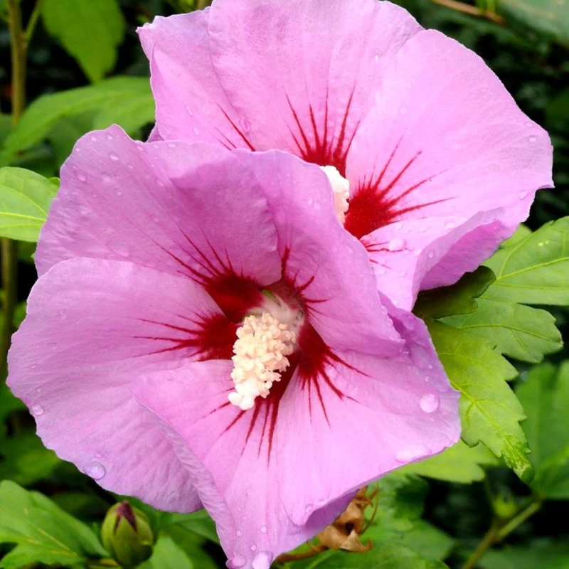 Garteneibisch 'Woodbridge'