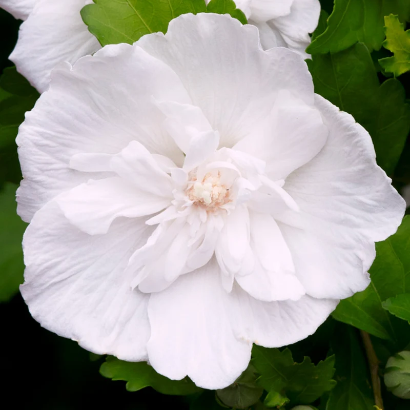 Garteneibisch 'White Chiffon'