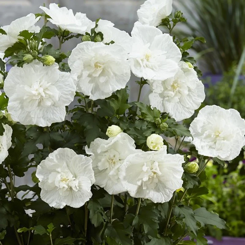 Garteneibisch 'White Chiffon'