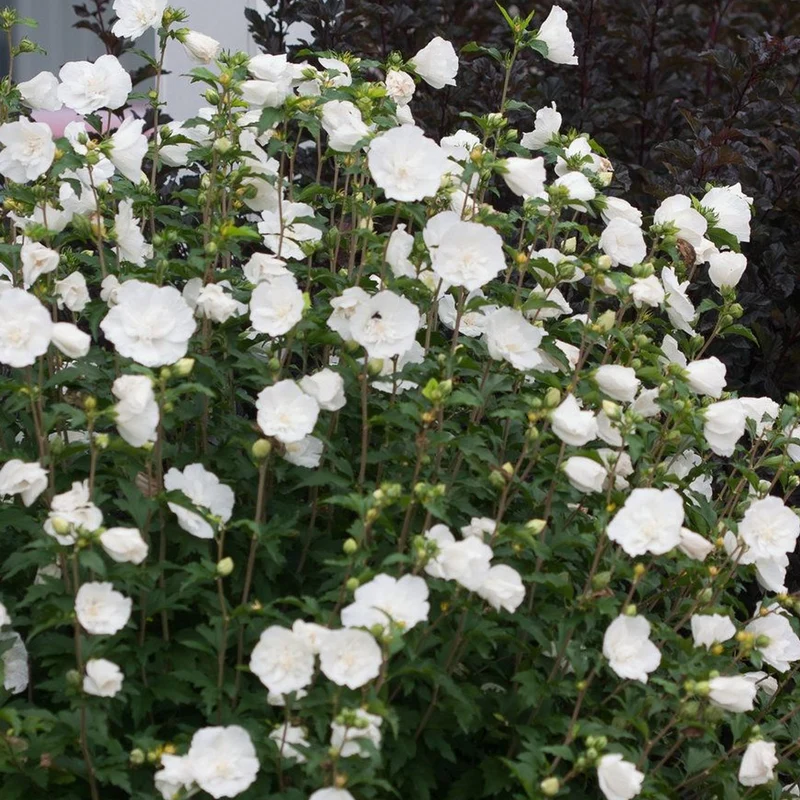 Garteneibisch 'White Chiffon'