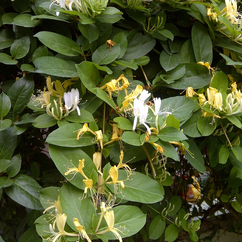 Geißblatt 'Hall's Prolific'