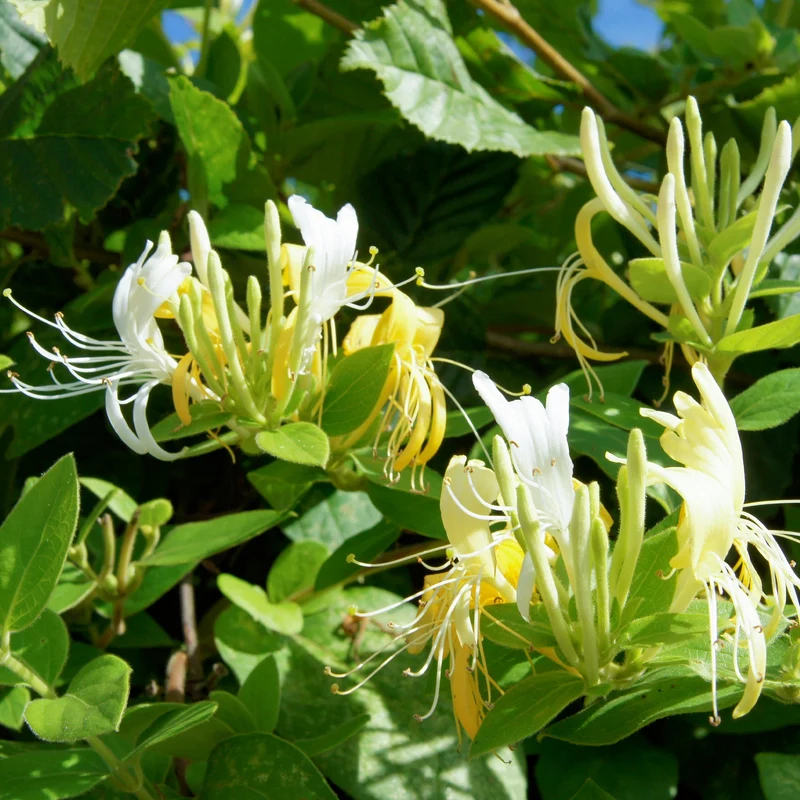 Geißblatt 'Hall's Prolific'