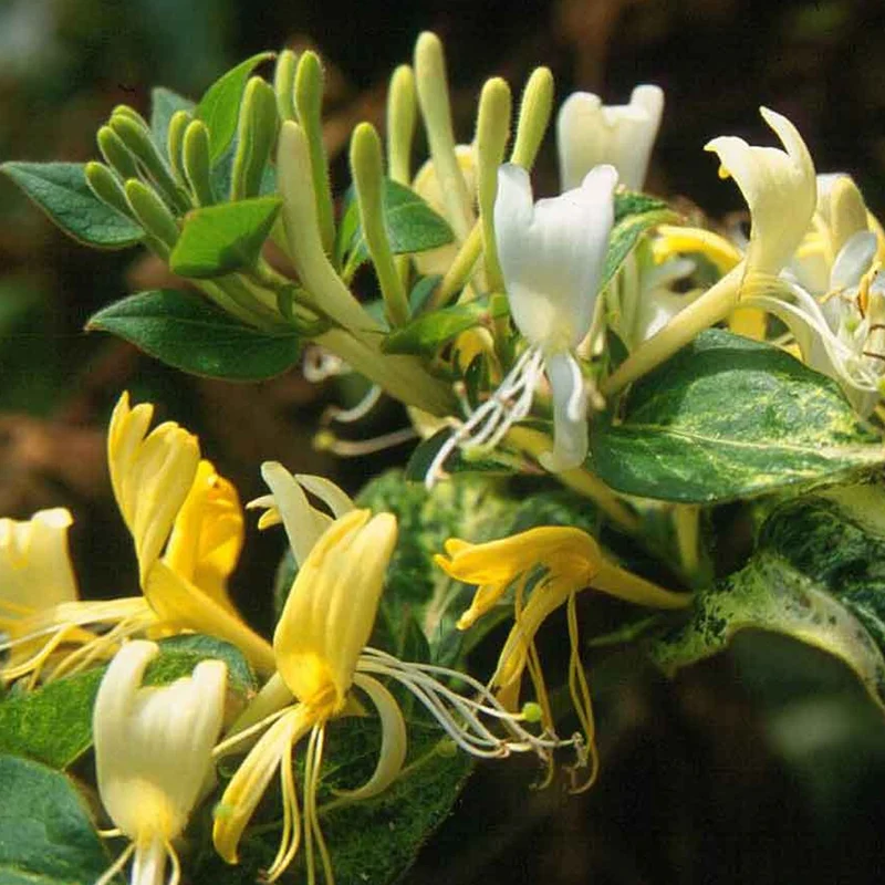 Geißblatt 'Hall's Prolific'