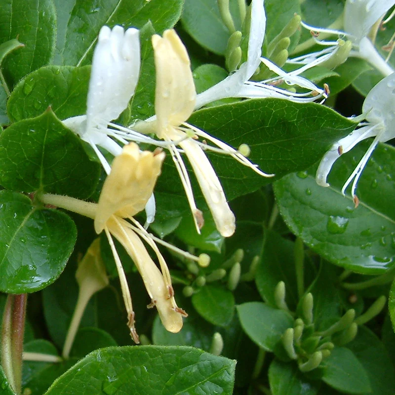 Geißblatt 'Halliana'