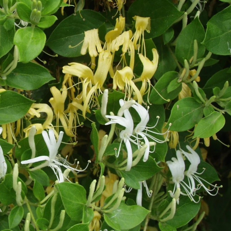 Geißblatt 'Halliana'
