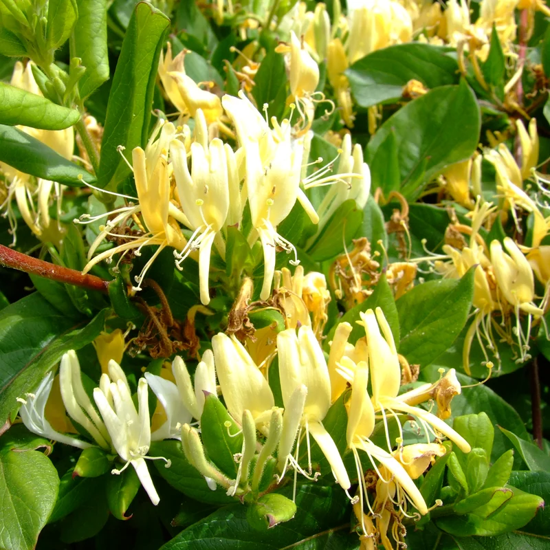 Geißblatt 'Halliana'
