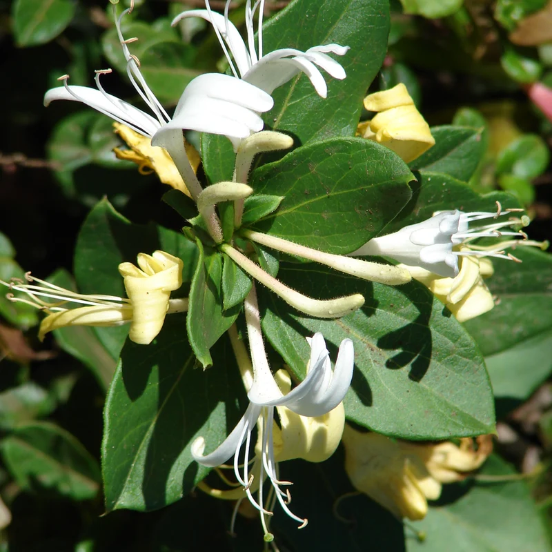 Geißblatt 'Halliana'