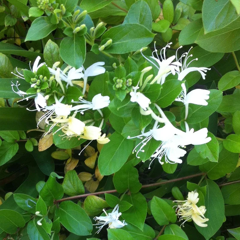 Geißblatt 'Halliana'