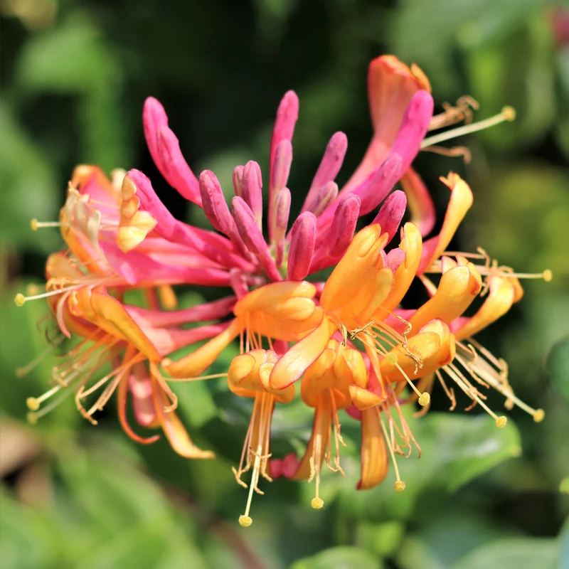 Geißblatt 'Gold Flame'