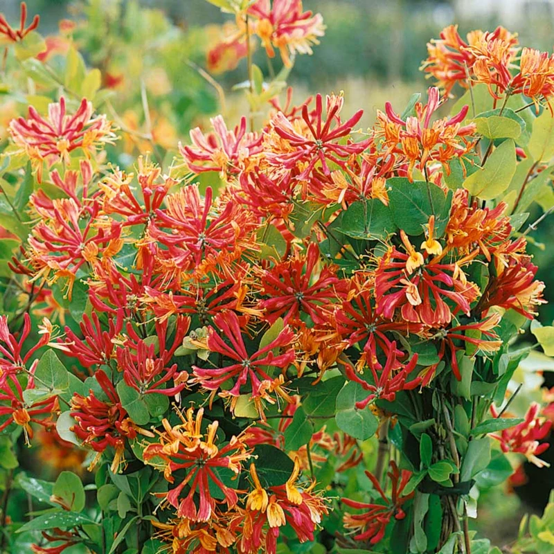 Geißblatt 'Gold Flame'