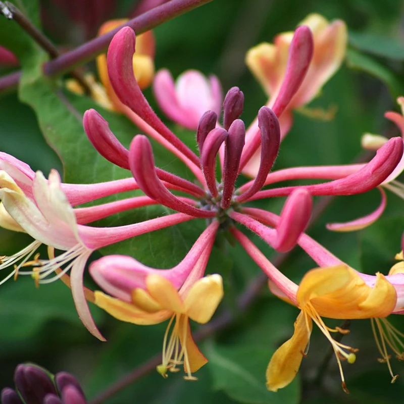 Geißblatt 'Gold Flame'